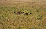 TANZANIA - Serengeti National Park - Leonessa con preda (Bufalo) - 02